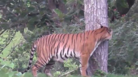 Tiger Sighting In Masinagudi Youtube