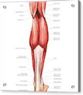 Muscles Of The Leg And Foot Canvas Print Canvas Art By Asklepios