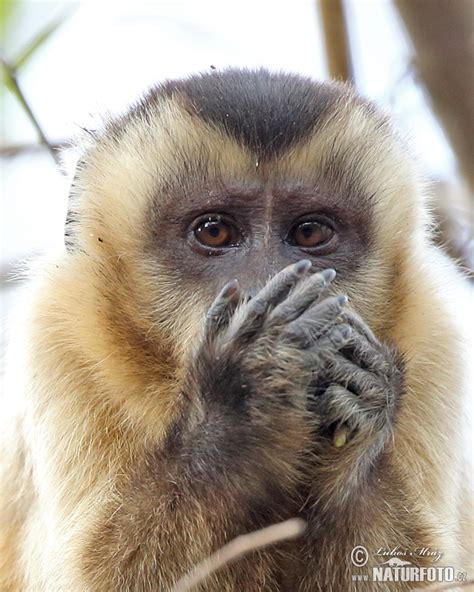 Brown Capuchin Monkey Photos Brown Capuchin Monkey Images Nature