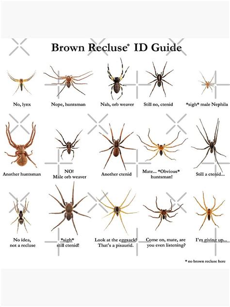 Brown Recluse Id Guide Photographic Print For Sale By Arthrolove