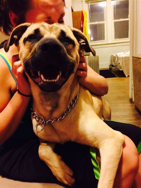 Look at that big ole head. My Pitbull/German Shepherd mix, Ace. 10