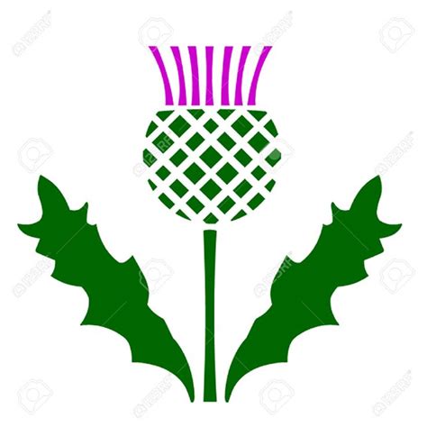 Thistle Stock Vector Illustration And Royalty Free Thistle Clipart