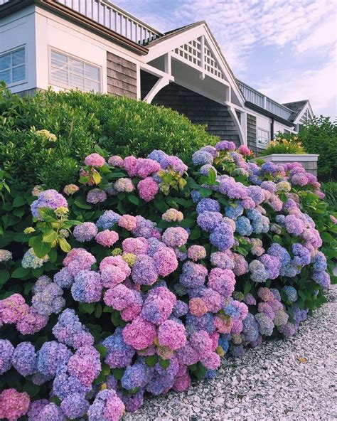 Товар 1 vickerman 17.5 lavender polyester hydrangea bush x 5 with 30 leaves and 204. hydrangeas in 2020 | Beautiful gardens, Hydrangea garden ...