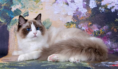 Ragdoll Cat Breed Information And Characteristics Pet Reader