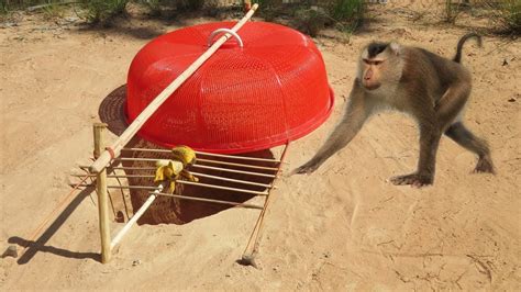 Easy Monkey Trap Technology Make From Red Plastic And Banana Youtube