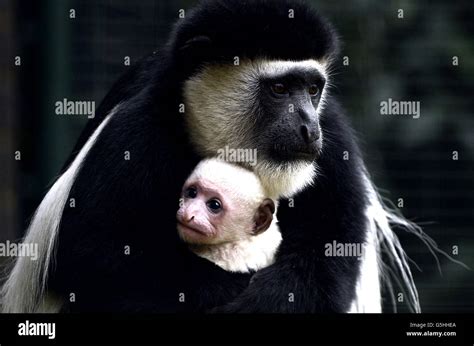 New Baby Colobus Monkey At London Zoo Stock Photo Alamy