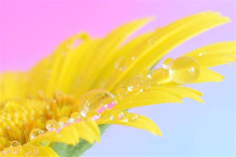 Yellow Flower Daisy With Water Drop On Petal Stock Image Image Of