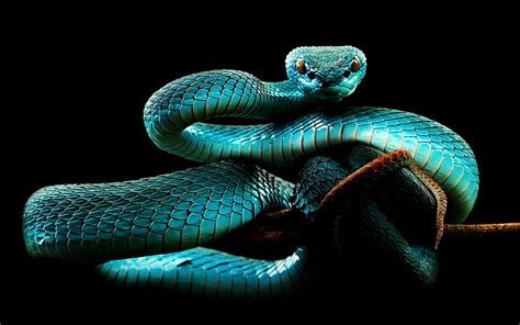 Hd Wallpaper Blue Snake Teal Snake Wallpaper Animals Reptile Black