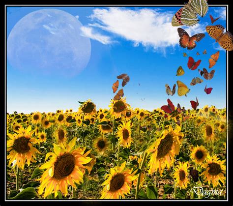 Butterflies And Sunflowers Fantasy 32 View On Black Dagma