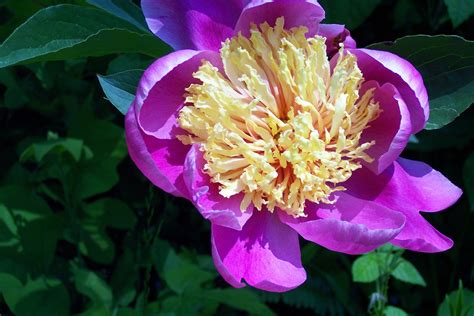 My Favorite Peony Flower Hot Sex Picture