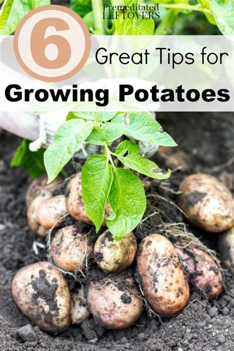 Propagation of a plant is the process of creating new plants from a variety of different plant sources. 6 Great Tips for Growing Potatoes