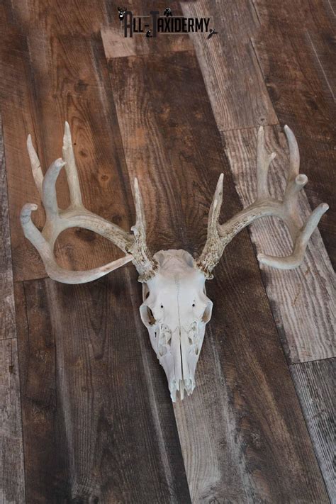 Whitetail Deer European Skull Mount For Sale Sku 1207 All Taxidermy