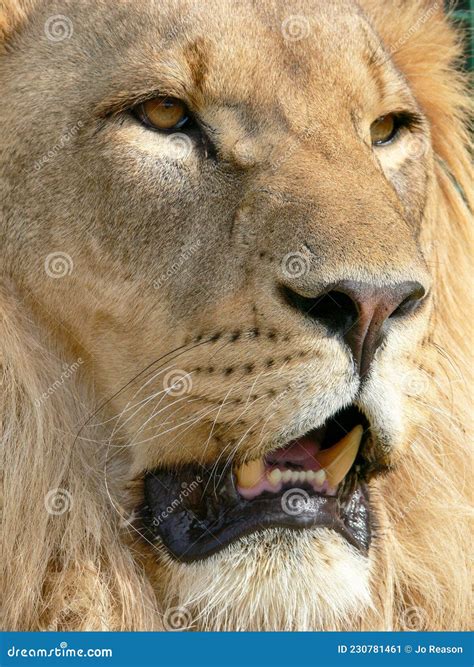 A Majestic Lion Stock Image Image Of African Mammal 230781461