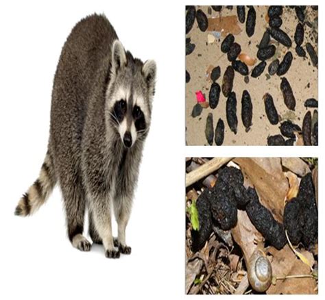 How To Identify Raccoon Poop