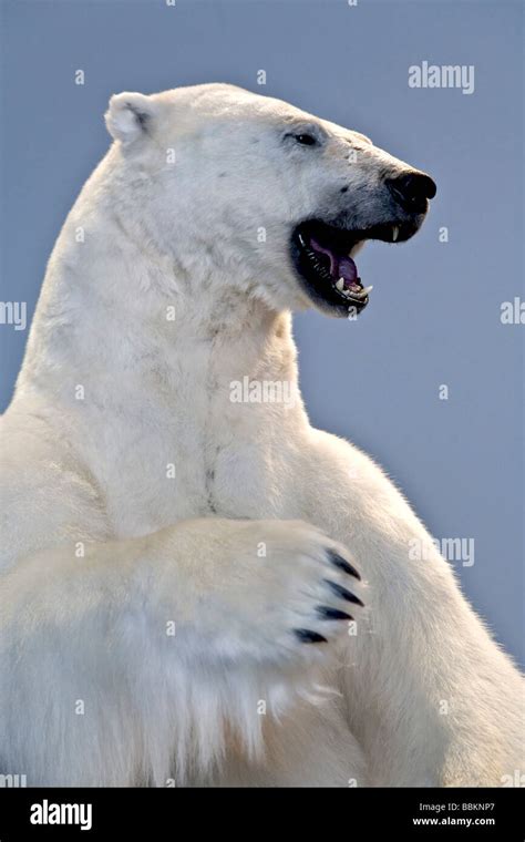 Polar Bear Ursus Maritimus Stock Photo Alamy