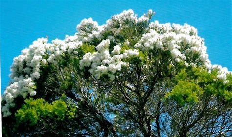 Melaleuca Alternifolia Snow In Summer Tea Tree An Abceeds