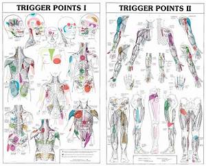 Trigger Points Trigger Points Physiotherapy Reflexology Chart