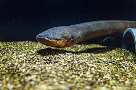 Fun And Fascinating Facts About Electric Eels Decoding Biosphere
