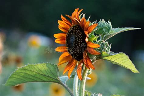 Red Sunflower In A Field Of Flowers Stock Photo Image Of Bright