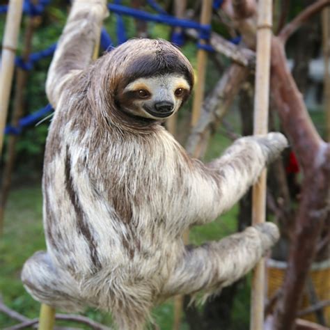 40 Adorable Sloth Pictures You Need In Your Life Readers Digest