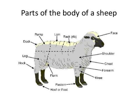 Different Breeds Of Sheep And Their Characteristics