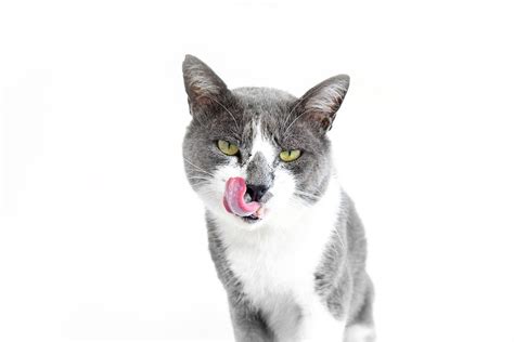 And why do cats lick you? Cat Licking Their Lips | 9 Reasons Why Cats Lick Their Lips