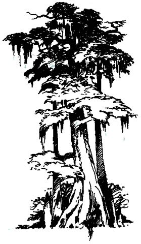 We did not find results for: Drawn tree cypress tree - Pencil and in color drawn tree ...