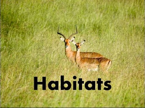 May be inherited or acquired through frequent repetition; Habitats of Animals-What is a Habitat? -Video Lesson ...