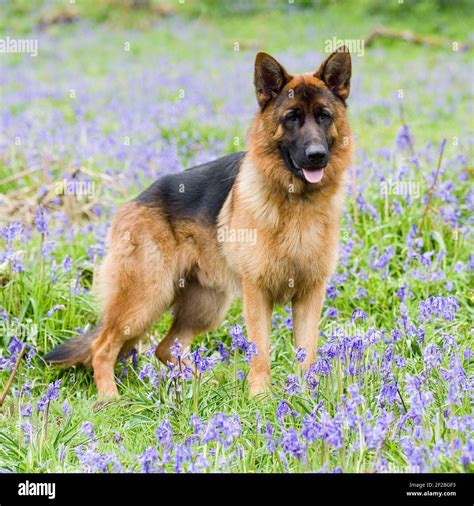 German Shepherd Dog Gsd Stock Photo Alamy