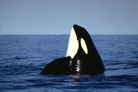Orca Whale Spy Hopping Photographic Print