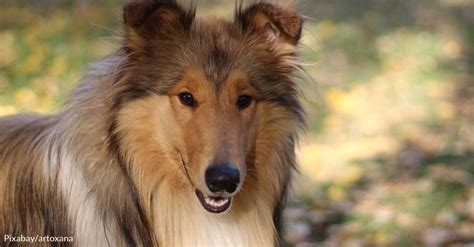 How Pal The First Ever Lassie Got His Start In Hollywood Goodnews By Greatergood