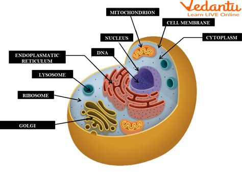Cell Learn Definition Parts Types And Functions