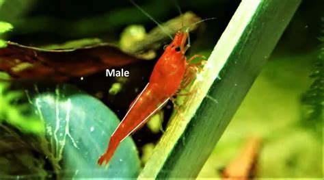 How To Sex Shrimp Aquarium Shrimp Keeping