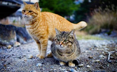 Japan absolutely loves cats as a nation, in fact they have been known to noa: Japanese Cat Names - 130+ Top-drawer Male And Female Names ...