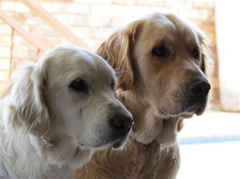 Merlin And Nika Golden Retrievers Mecos Mom And Dad Golden
