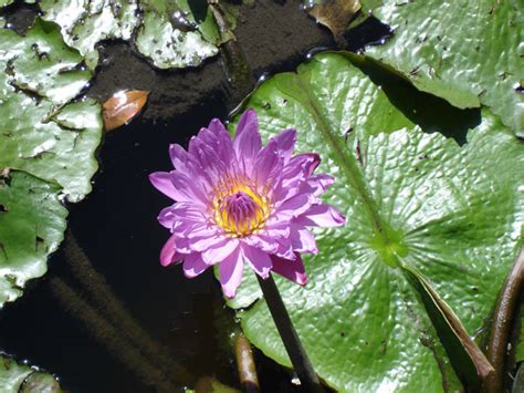 Water Lily Free Stock Photo Public Domain Pictures