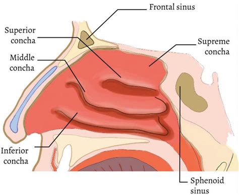 Functional Anatomy And Physiology Of Airway Intechopen