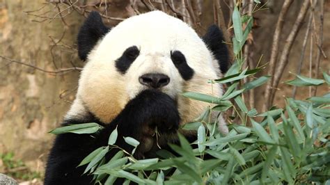 China Plans Massive Reserve For Giant Pandas Fox 2
