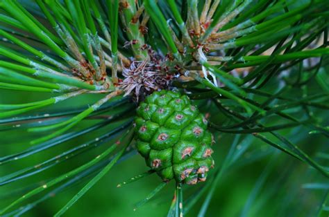 Pinus Tabuliformis Orto Botanico Di Ome