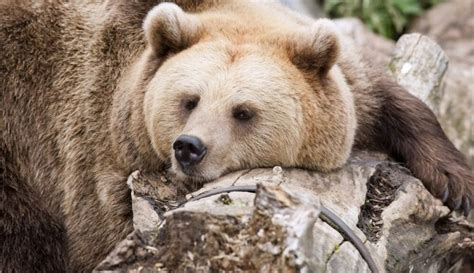Do Bears Really Love Honey The Fact Site