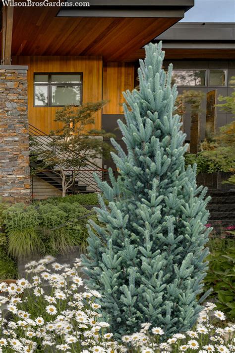 Buy Columnar Colorado Blue Spruce Free Shipping Wilson Bros Gardens