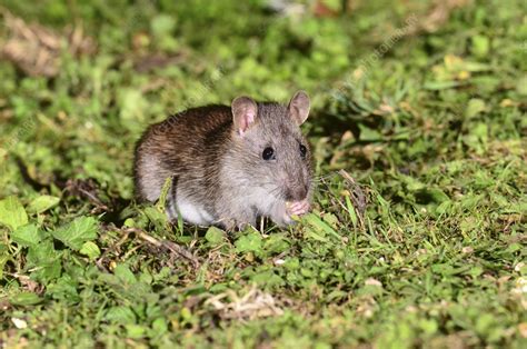 Brown Rat Stock Image C0577599 Science Photo Library