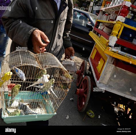 Egyptian Man Carrying Cage With Parakeets The Bird Market Under The