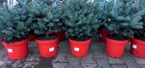 Help Your Pot Grown Christmas Tree Grow Christmas Trees Direct