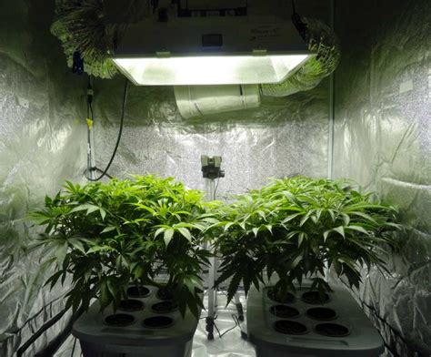 How To Grow Cannabis Indoors A Beginners Guide