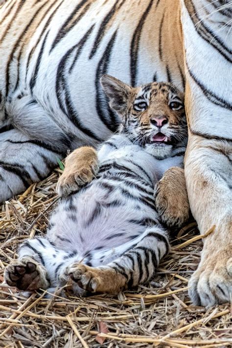 In Pictures International Tiger Day 2021 Bbc News