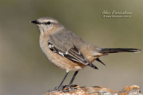 Photos Of Mockingbirds Calandrias Mimidae Argentina