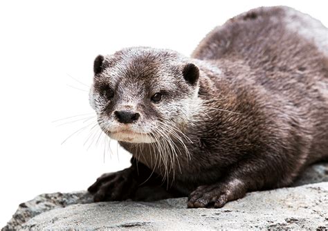 With the help of their sharp upper. Asian Small-clawed Otter | National Zoo & Aquarium