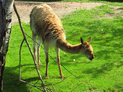 Free Images Animal Wildlife Mammal Fauna Chile Lama Vertebrate