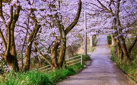 Pathway Surrounded By Cherry Blossom Trees Hd Wallpaper Wallpaper Flare